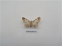 藏品(尺蛾165)的圖片